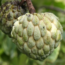 Manufacturers Exporters and Wholesale Suppliers of Custard Apple Pune Maharashtra